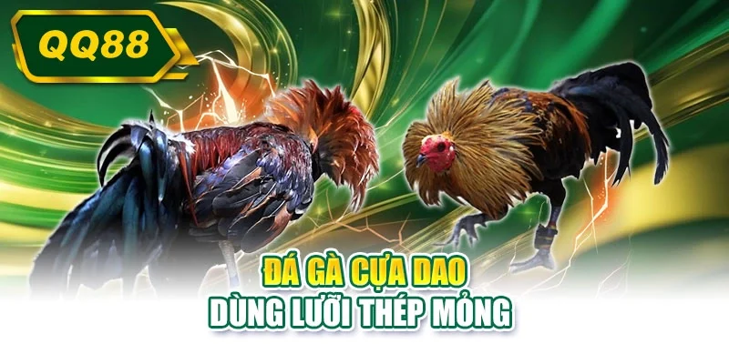 Đá gà cựa dao dùng lưỡi thép mỏng