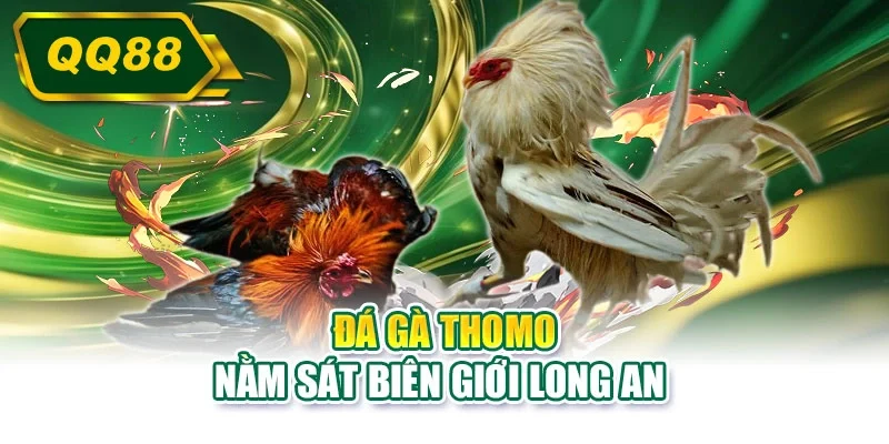 Đá gà thomo nằm sát biên giới Long An