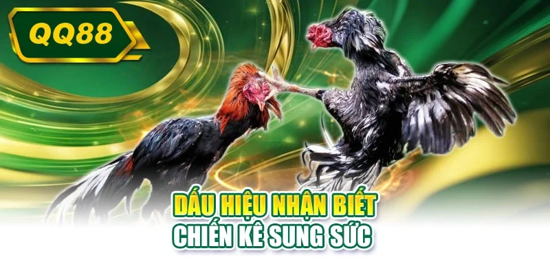 Dấu hiệu nhận biết chiến kê sung sức